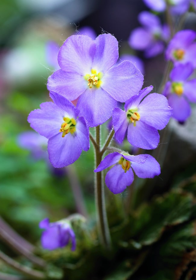 program udruzenja cuvamo nase